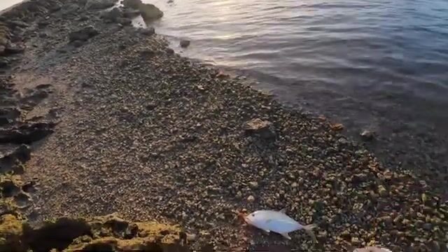 Утренняя барракуда и каранксы на поверхностные приманки у рифа Тонги