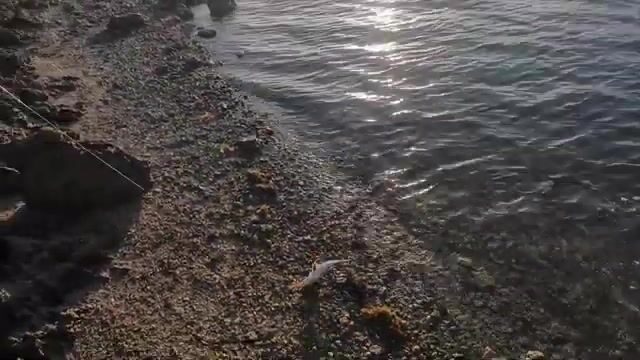 Утренняя барракуда и каранксы на поверхностные приманки у рифа Тонги