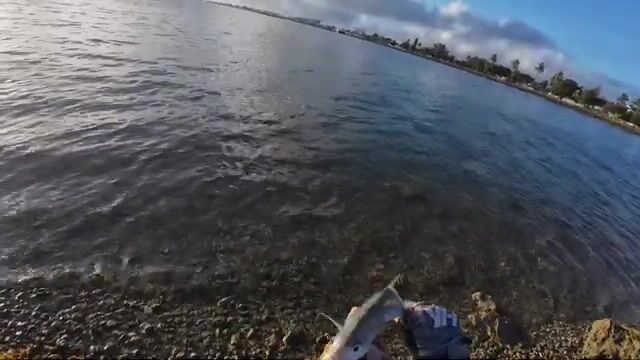 Утренняя барракуда и каранксы на поверхностные приманки у рифа Тонги