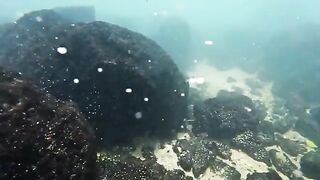 Крупная морская рыба взяла желто-зеленую приманку и ушла обратно в воду на Самоа