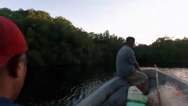 Ожидание отлива при сетевой ловле у мангров Понпеи в Микронезии