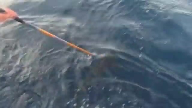 Небольшой гигантский каранкс на поппер в водах королевства Тонга