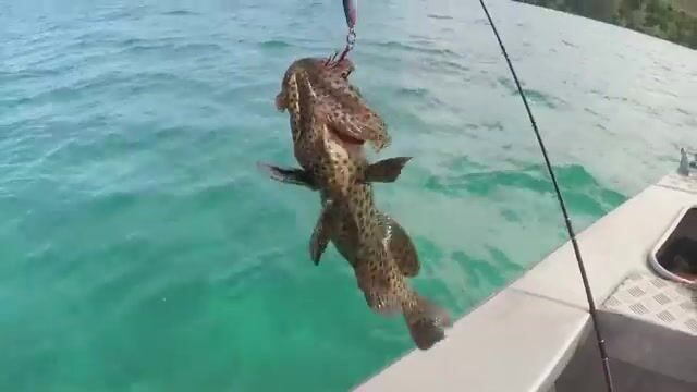 Небольшой гигантский каранкс на поппер в водах королевства Тонга
