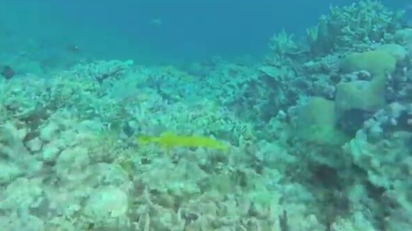 Небольшой гигантский каранкс на поппер в водах королевства Тонга