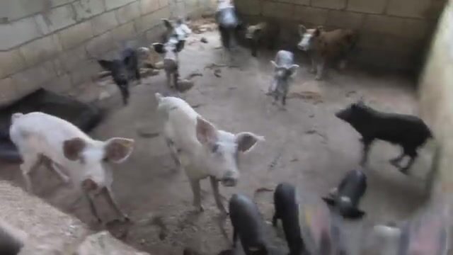Небольшой гигантский каранкс на поппер в водах королевства Тонга