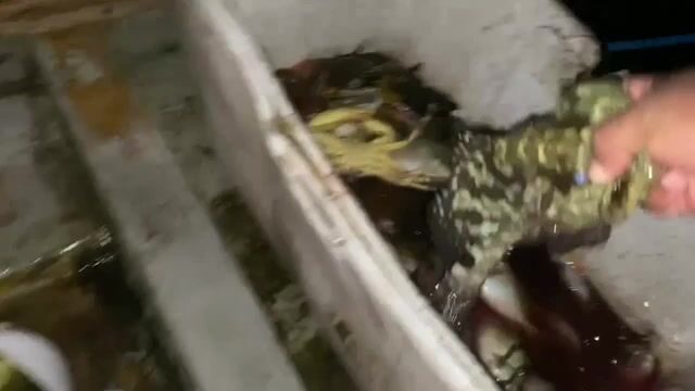 Четверговая рыбалка у острова Понпеи в Микронезии