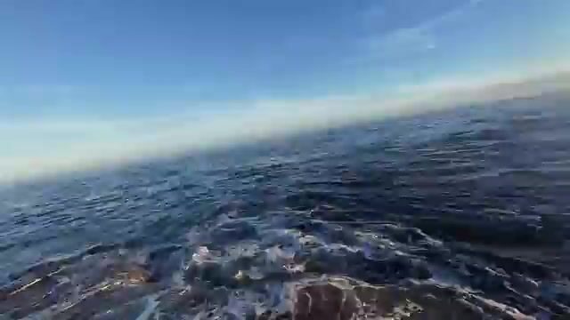 Синеперый каранкс и сорвавшийся гигантский каранкс на Самоа