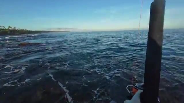 Синеперый каранкс и сорвавшийся гигантский каранкс на Самоа
