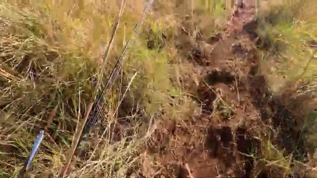 Тёмная полосатая рыба в мутной воде у побережья Восточного Тимора