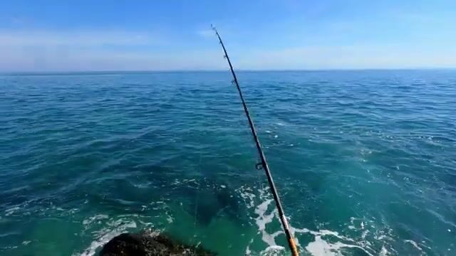 Тёмная полосатая рыба в мутной воде у побережья Восточного Тимора