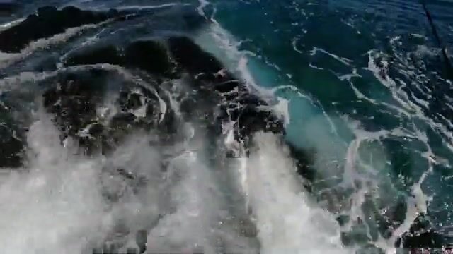 Тёмная полосатая рыба в мутной воде у побережья Восточного Тимора