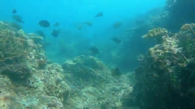 Тёмная полосатая рыба в мутной воде у побережья Восточного Тимора
