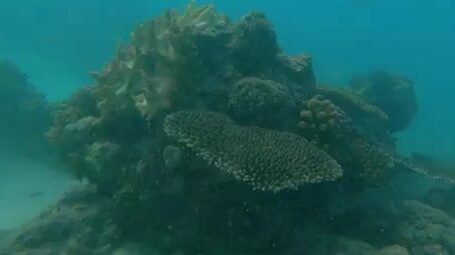 Тёмная полосатая рыба в мутной воде у побережья Восточного Тимора