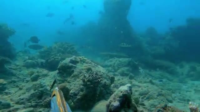 Тёмная полосатая рыба в мутной воде у побережья Восточного Тимора