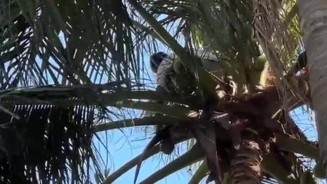 Час наблюдения за женщинами с ружьями для подводной охоты у Адары в Восточном Тиморе