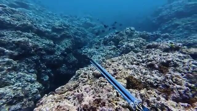 Подводная охота за рыбой-попугаем и ужин с ямсом на острове Эуа в Тонге