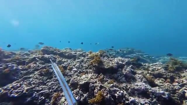 Подводная охота за рыбой-попугаем и ужин с ямсом на острове Эуа в Тонге