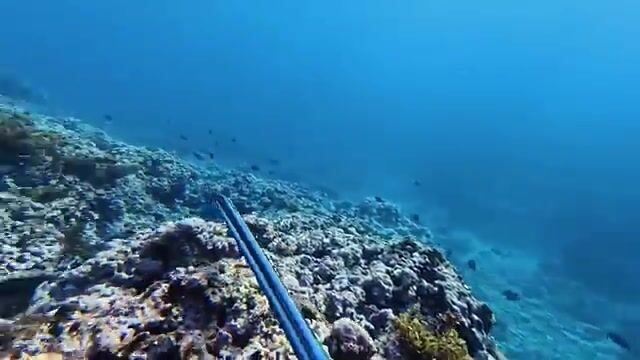 Подводная охота за рыбой-попугаем и ужин с ямсом на острове Эуа в Тонге