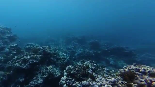 Подводная охота за рыбой-попугаем и ужин с ямсом на острове Эуа в Тонге