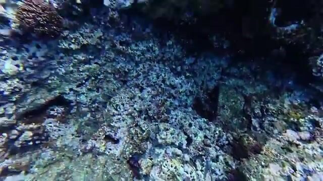 Подводная охота за рыбой-попугаем и ужин с ямсом на острове Эуа в Тонге