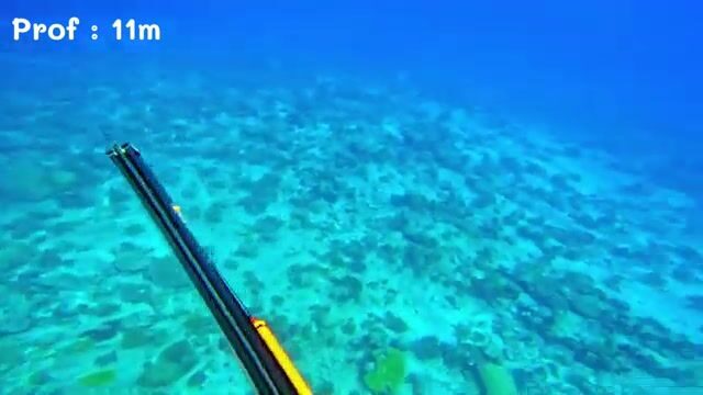 Финальная неудача с барракудой и рыбой-попугаем на Майотте