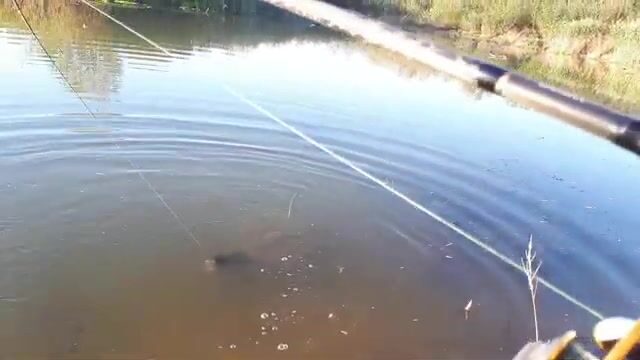 Две щуки и окунь на белую вертушку у Вислы в польском Вилянуве