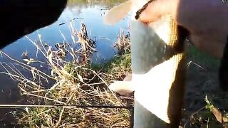 Две щуки и окунь на белую вертушку у Вислы в польском Вилянуве