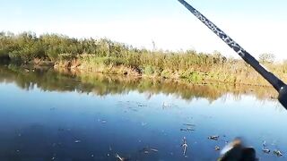 Две щуки и окунь на белую вертушку у Вислы в польском Вилянуве