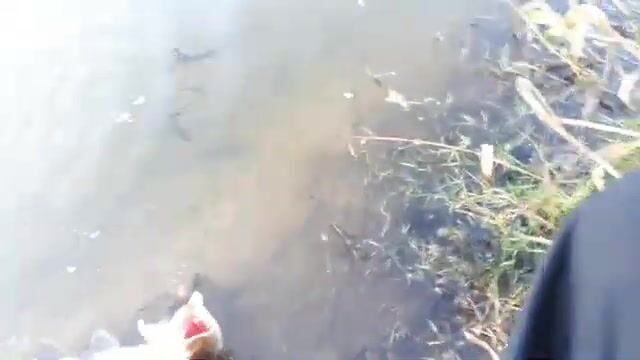Две щуки и окунь на белую вертушку у Вислы в польском Вилянуве