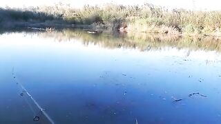 Две щуки и окунь на белую вертушку у Вислы в польском Вилянуве