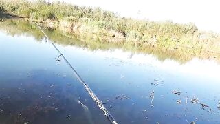 Две щуки и окунь на белую вертушку у Вислы в польском Вилянуве