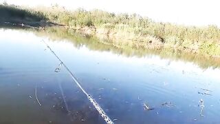 Две щуки и окунь на белую вертушку у Вислы в польском Вилянуве