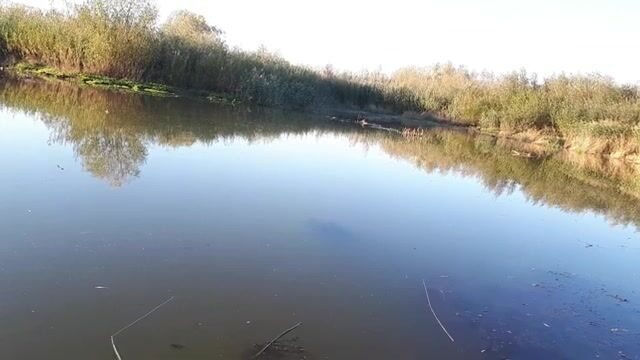 Две щуки и окунь на белую вертушку у Вислы в польском Вилянуве