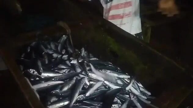 Большой улов летучей рыбы после долгой выборки на берегу у Сан-Томе и Принсипи
