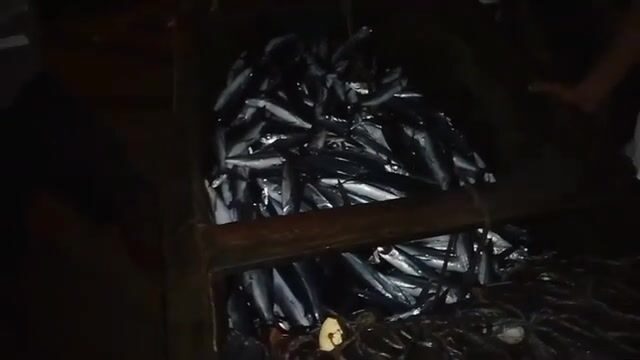 Большой улов летучей рыбы после долгой выборки на берегу у Сан-Томе и Принсипи