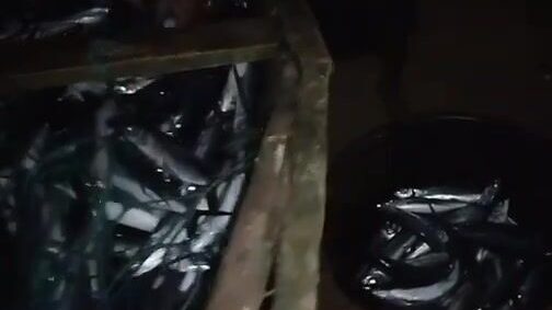 Большой улов летучей рыбы после долгой выборки на берегу у Сан-Томе и Принсипи