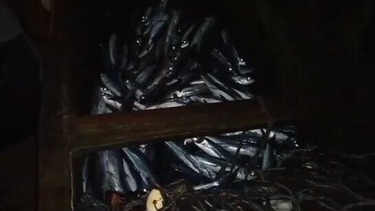 Большой улов летучей рыбы после долгой выборки на берегу у Сан-Томе и Принсипи