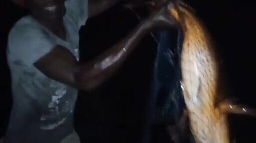 Большой улов летучей рыбы после долгой выборки на берегу у Сан-Томе и Принсипи