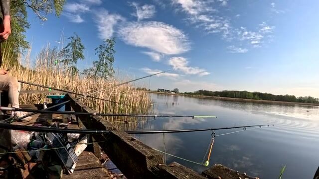 Крупный карась в подсаке на натуральную наживку, Польша