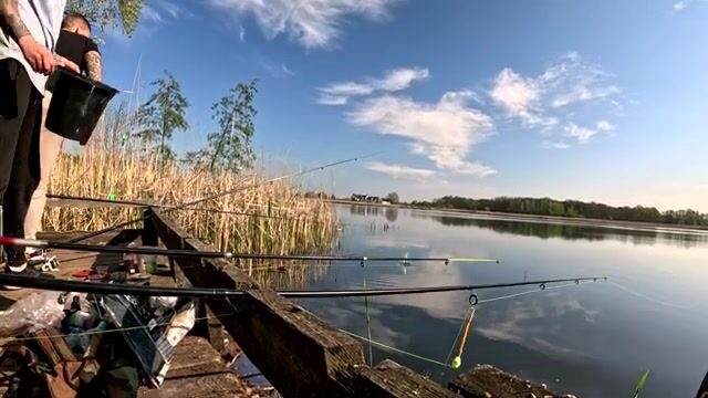 Крупный карась в подсаке на натуральную наживку, Польша