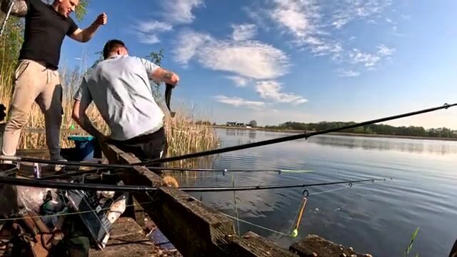 Крупный карась в подсаке на натуральную наживку, Польша