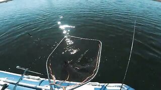 Щука длиной 92 сантиметра в подсаке на меловом карьере Канево в Польше