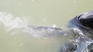 Карп 18 кг с понтона на Вильге Водной Краине в Польше