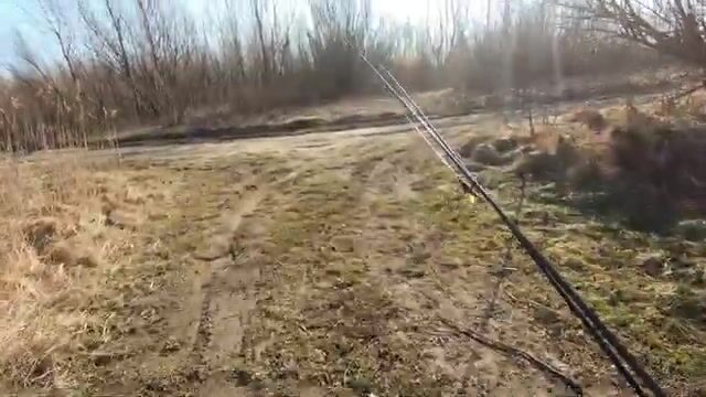 Первая щука после смены прудов в Польше