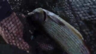 Хариус на нимфу с помощью сына на реке Сан в Польше