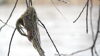 Хариус на нимфу с помощью сына на реке Сан в Польше