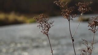 Хариус на нимфу с помощью сына на реке Сан в Польше