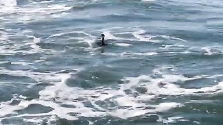 Ловля бычков и большого краба на пляже в Констанце