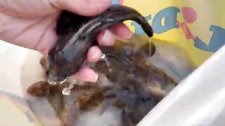 Ловля бычков и большого краба на пляже в Констанце