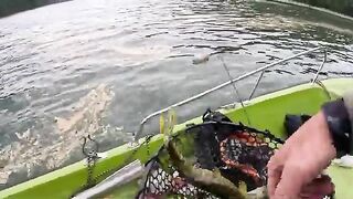Голавль и щуки на воблер при ловле с лодки на Изворул-Мунтелуй